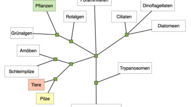 system usability scale